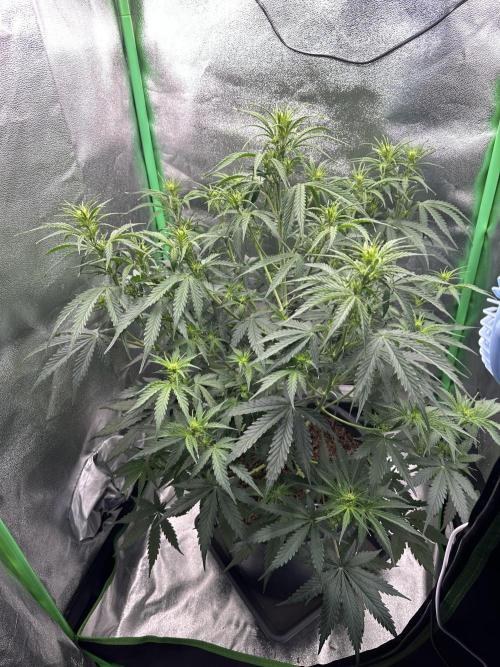 Community Grow Oct 2025 ELSA. Week 7 - Day 49