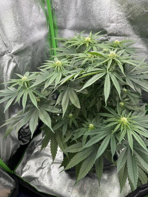 Triploid Seed Test Cookie Queen Tessa. Week 8 - Day52