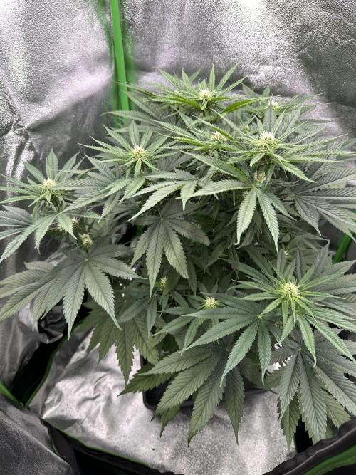 Triploid Seed Test Cookie Queen Tessa. Week 8 - Day 53