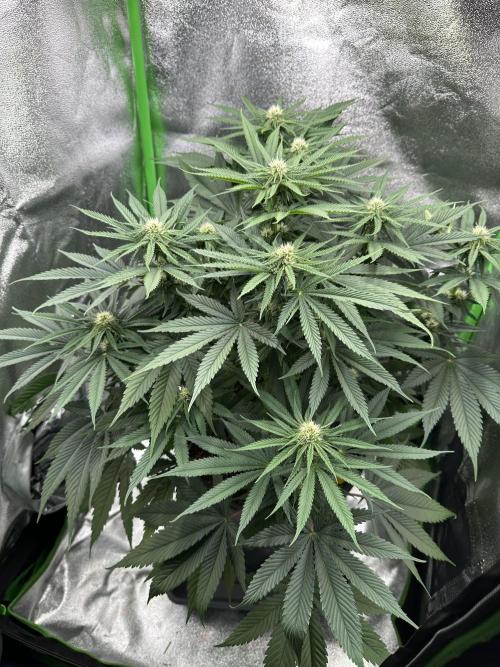 Triploid Seed Test Cookie Queen Tessa. Week 8 - Day 54