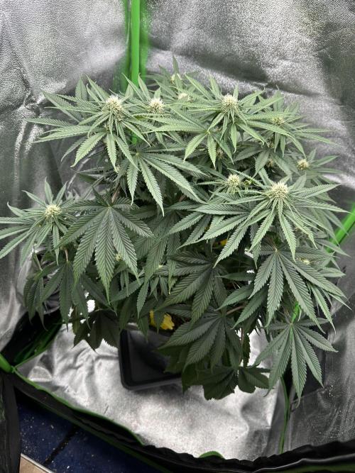 Triploid Seed Test Cookie Queen Tessa. Week 8 - Day 55