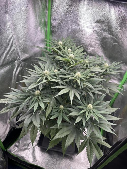 Triploid Seed Test Cookie Queen Tessa. Week 8 - Day 56