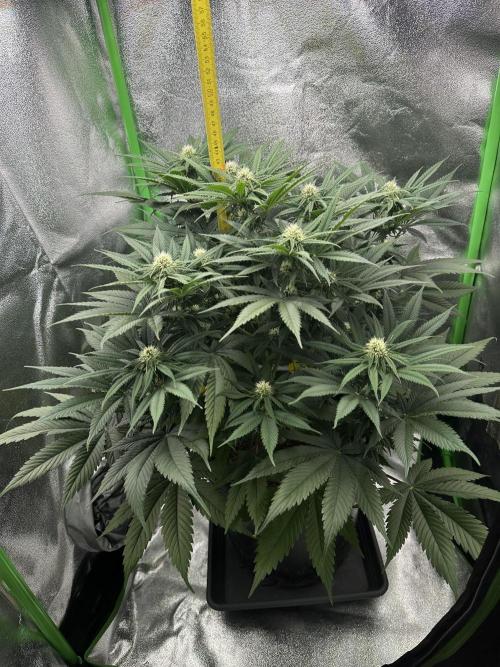 Triploid Seed Test Cookie Queen Tessa. Week 8 - Measuring on day 56