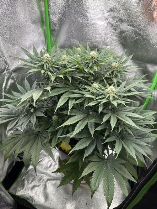 Triploid Seed Test Cookie Queen Tessa. Week 8 - Day 58