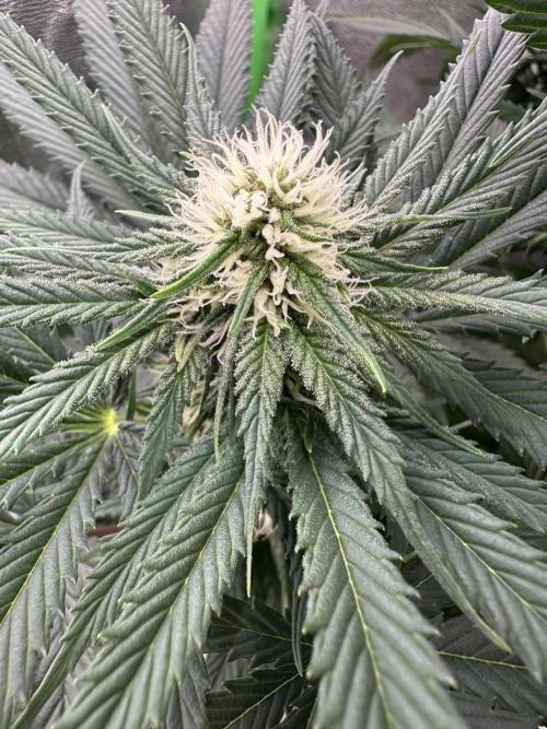 Triploid Seed Test Cookie Queen Tessa. Week 8 - Look how Beautiful her new flowers are 🙂🤗