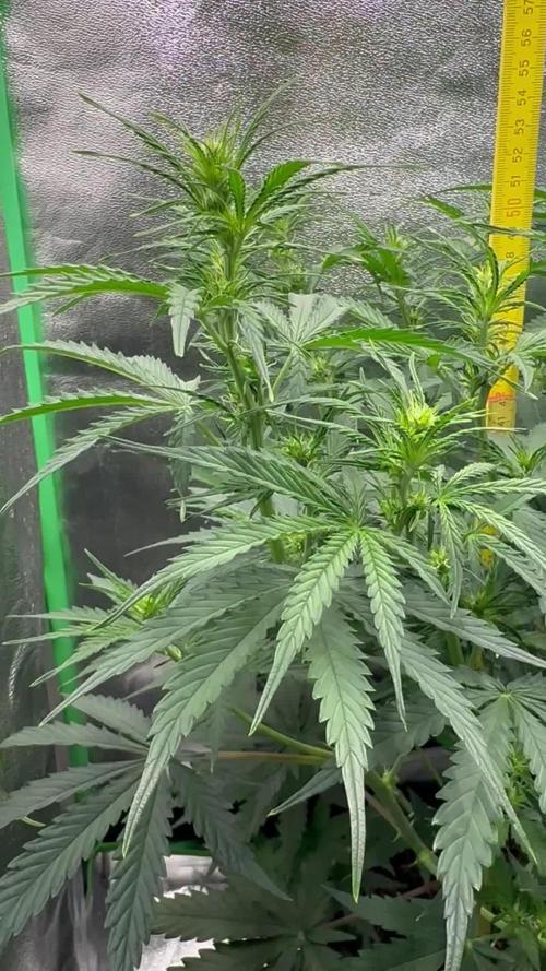 Community Grow Oct 2025 ELSA