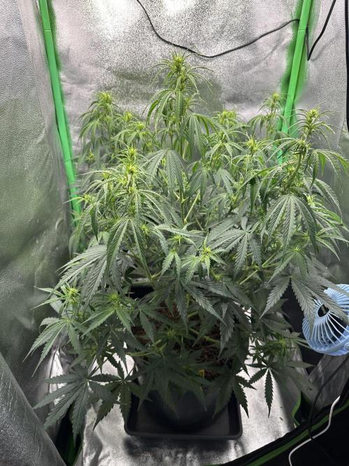 Community Grow Oct 2025 ELSA. Week 8 - Day 51