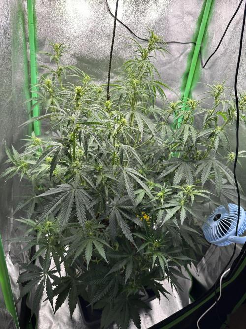 Community Grow Oct 2025 ELSA. Week 8 - Day 52