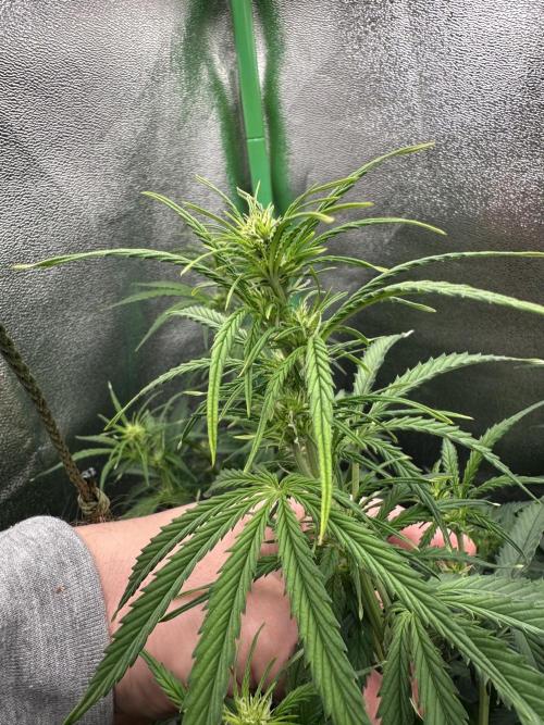 Community Grow Oct 2025 ELSA. Week 8 - Head bud flower