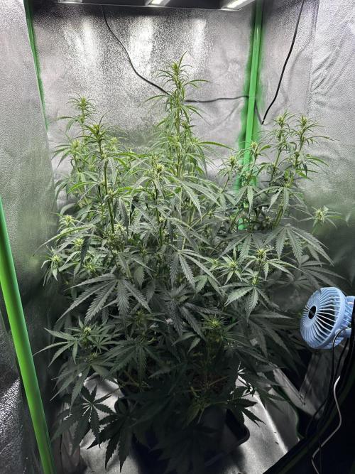 Community Grow Oct 2025 ELSA. Week 8 - Day 53