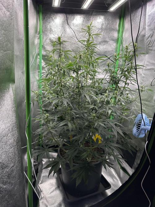 Community Grow Oct 2025 ELSA. Week 8 - Day 54