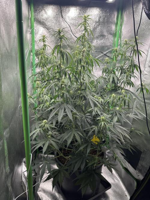 Community Grow Oct 2025 ELSA. Week 8 - Day 55