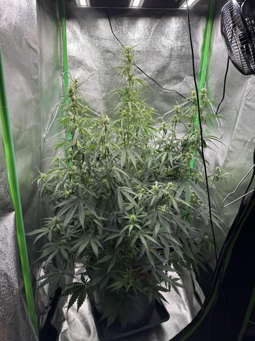 Community Grow Oct 2025 ELSA. Week 8 - Day 56