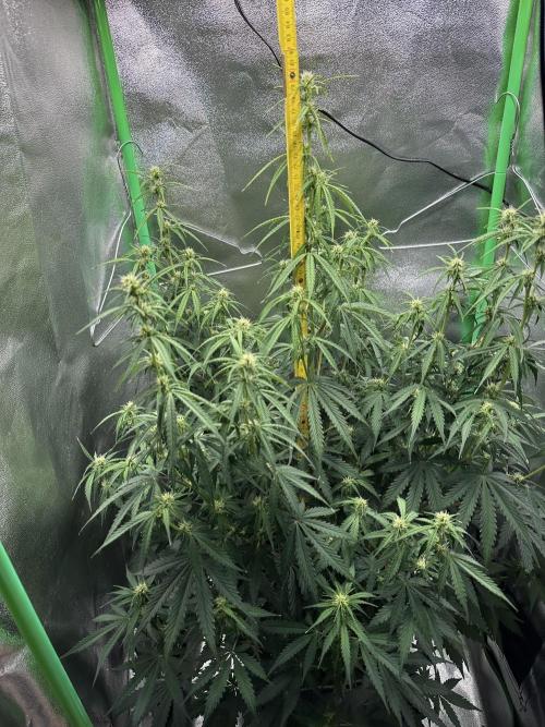 Community Grow Oct 2025 ELSA. Week 8 - Unbelivable how high she grow in this short time 🤗