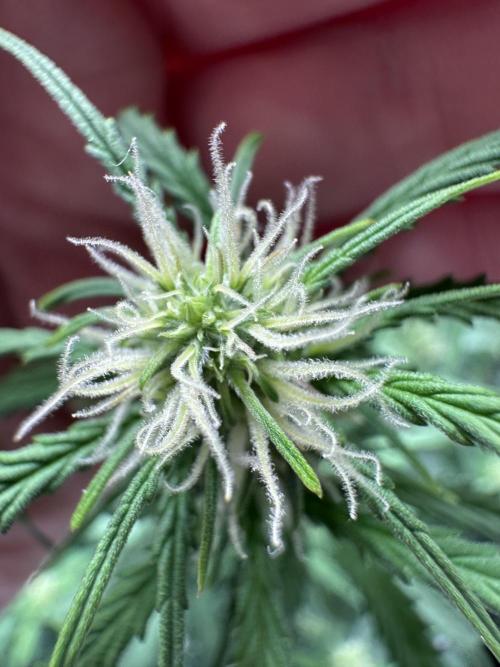 Community Grow Oct 2025 ELSA. Week 8 - And her flower are small 🤭😅