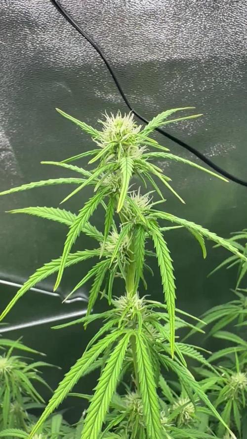 Community Grow Oct 2025 ELSA