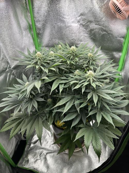 Triploid Seed Test Cookie Queen Tessa. Week 9 - Day 58
