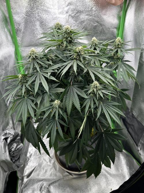 Triploid Seed Test Cookie Queen Tessa. Week 9 - Day 59