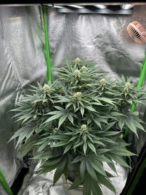 Triploid Seed Test Cookie Queen Tessa. Week 9 - Day 60, today we give her a light defloration LST