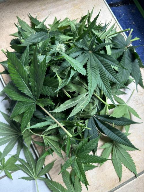 Triploid Seed Test Cookie Queen Tessa. Week 9 - It look‘s more than it is 😅.