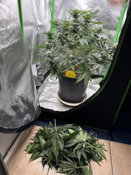 Triploid Seed Test Cookie Queen Tessa. Week 9 - Tessa with her cutted leafes.