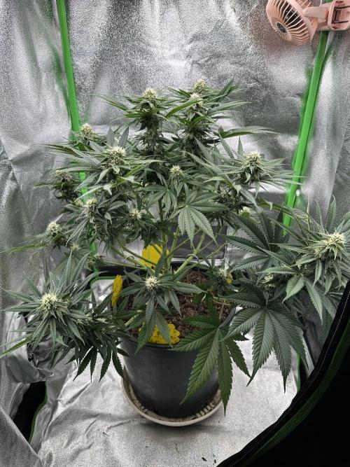 Triploid Seed Test Cookie Queen Tessa. Week 9 - I think i have done a great job, not to much but the light comes to the flowers
