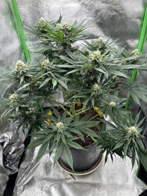 Triploid Seed Test Cookie Queen Tessa. Week 9 - Day 61