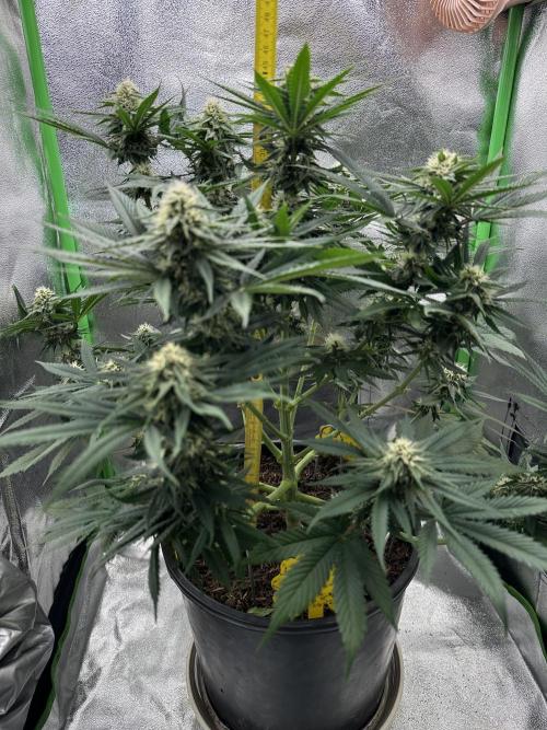 Triploid Seed Test Cookie Queen Tessa. Week 9 - We do a measuring with Tessa.