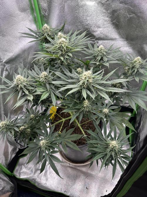 Triploid Seed Test Cookie Queen Tessa. Week 9 - Day 62