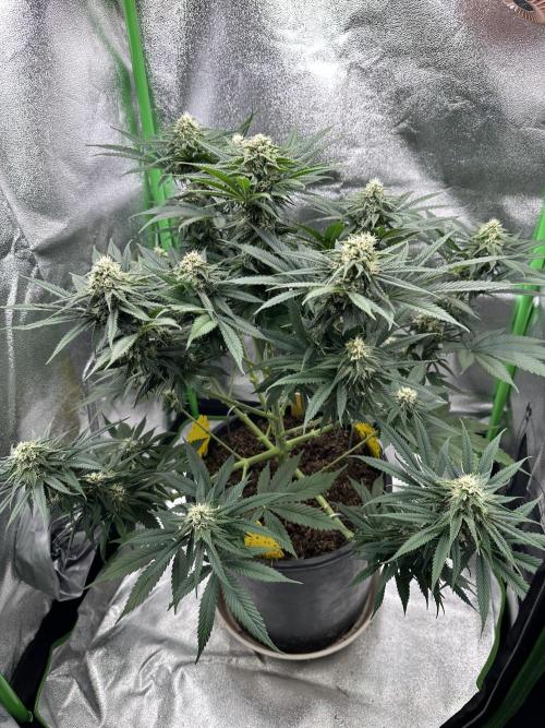 Triploid Seed Test Cookie Queen Tessa. Week 9 - Day 63