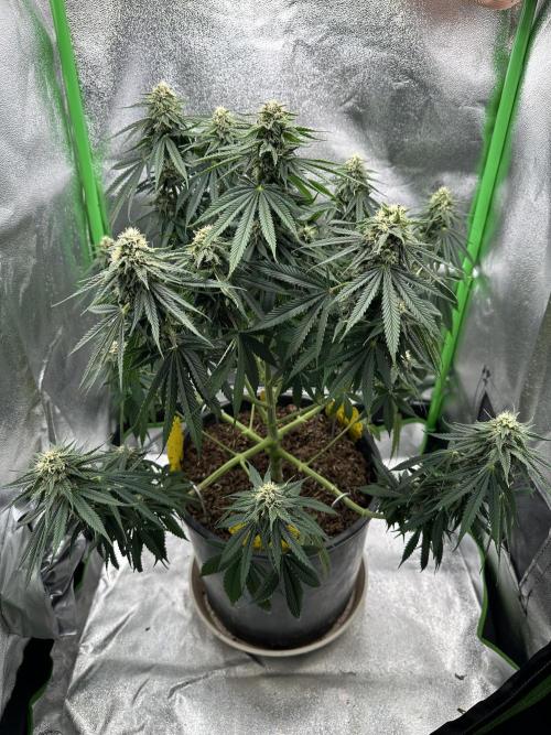 Triploid Seed Test Cookie Queen Tessa. Week 9 - Day 64