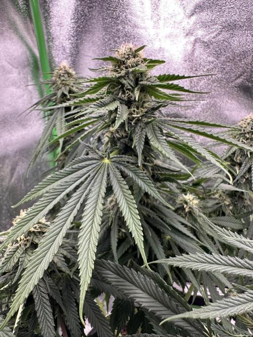 Triploid Seed Test Cookie Queen Tessa. Week 9 - I think, Tessa look good after her LST and the buds growing