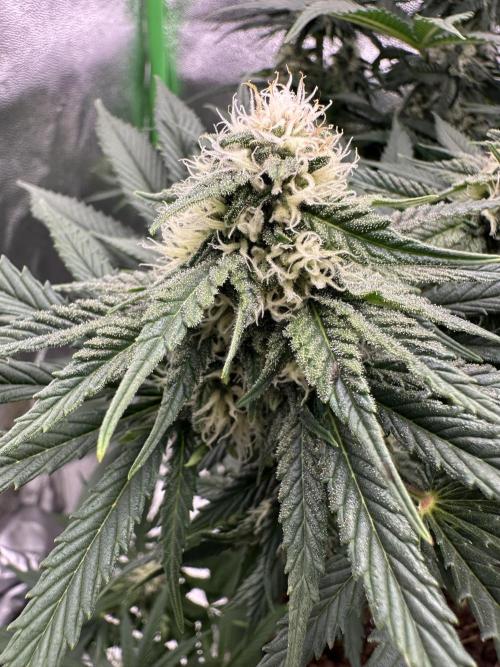 Triploid Seed Test Cookie Queen Tessa. Week 9 - Nice Tessa 🤗💚