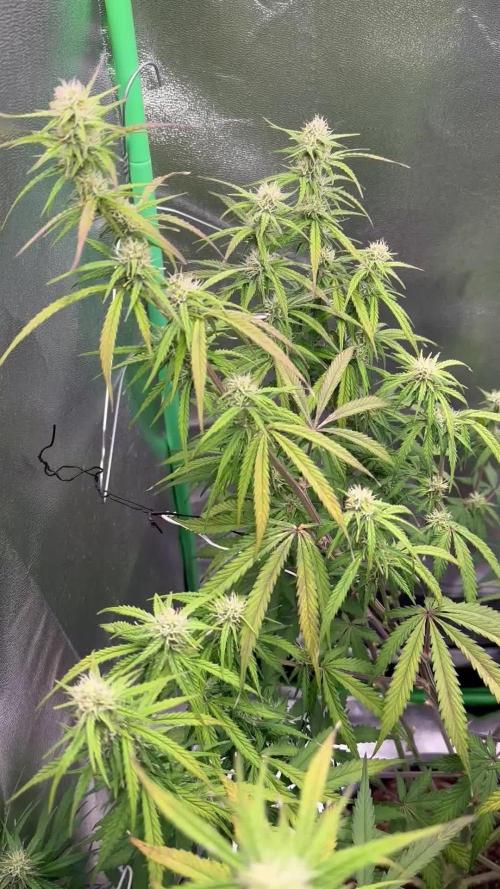 Community Grow Oct 2025 ELSA