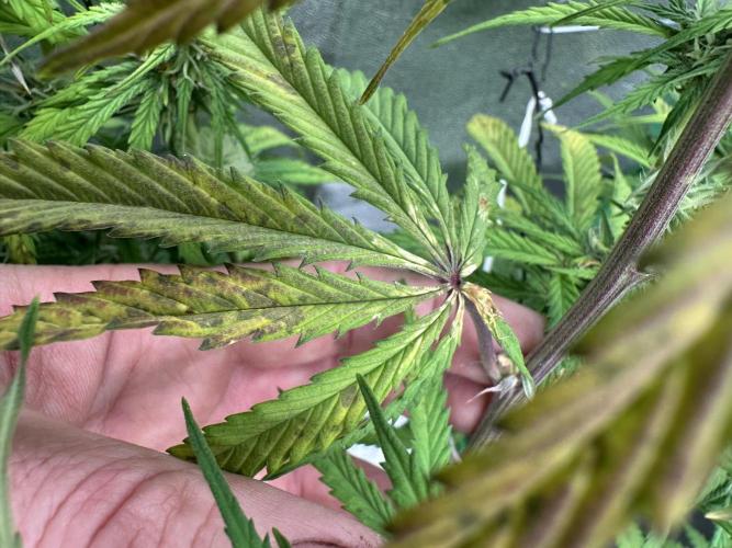 Community Grow Oct 2025 ELSA. Week 10 - Day 66 this look isn‘t good …