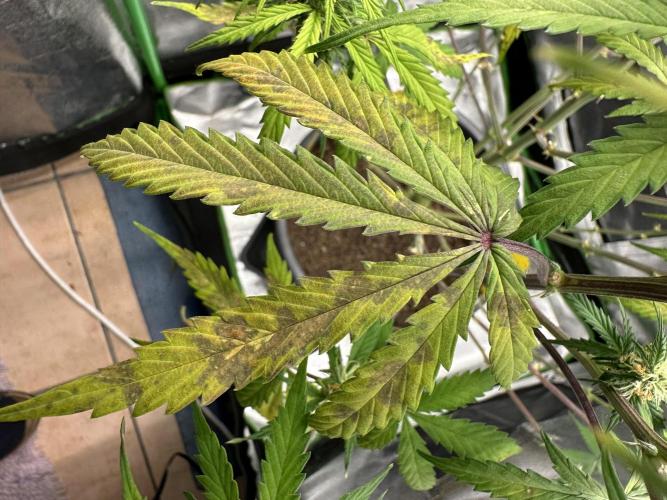 Community Grow Oct 2025 ELSA. Week 10 - I don’t Like it. 