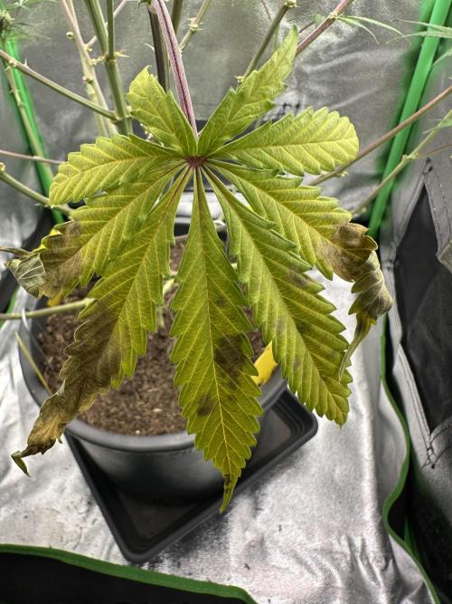 Community Grow Oct 2025 ELSA. Week 10 - Elsa … what the fuck is wrong with you ?