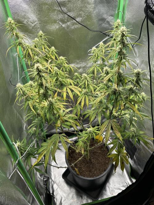 Community Grow Oct 2025 ELSA. Week 10 - Day 66