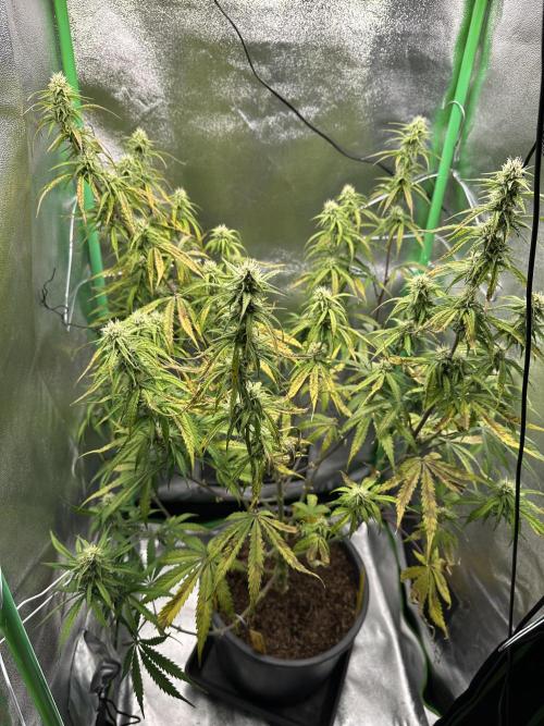 Community Grow Oct 2025 ELSA. Week 10 - Day 67