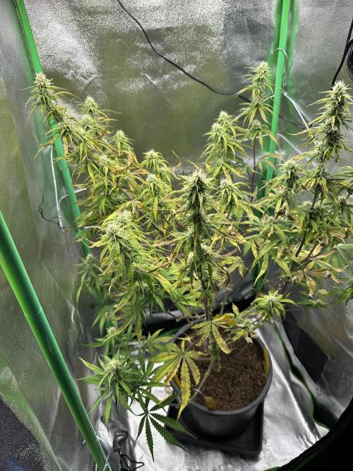 Community Grow Oct 2025 ELSA. Week 10 - Day 68