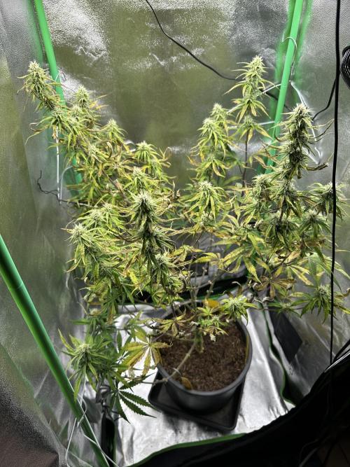 Community Grow Oct 2025 ELSA. Week 10 - Day 69