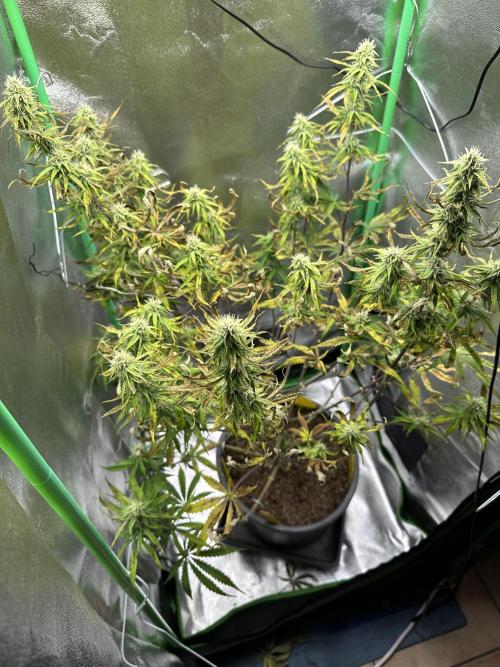 Community Grow Oct 2025 ELSA. Week 10 - Day 70