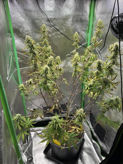 Community Grow Oct 2025 ELSA. Week 10 - Day 71 she looks more and more terrible… why ?