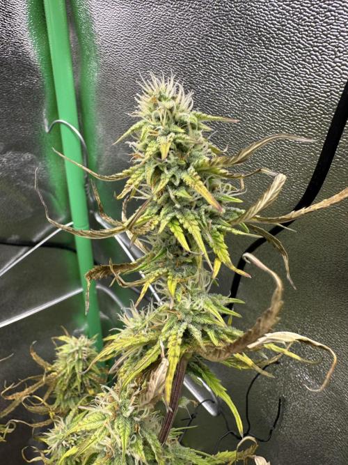 Community Grow Oct 2025 ELSA. Week 10 - Her water Konsum go down until 1 liter from 2,5 liter every day.