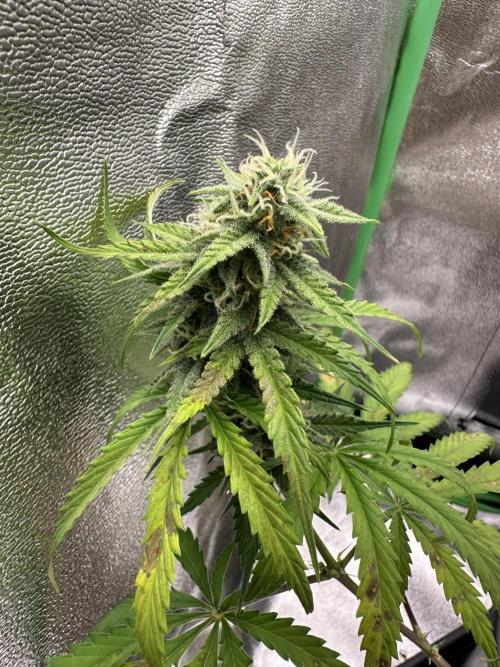 Community Grow Oct 2025 ELSA. Week 10 - I have thought to end the Grow, but look she fight and I will fight too.