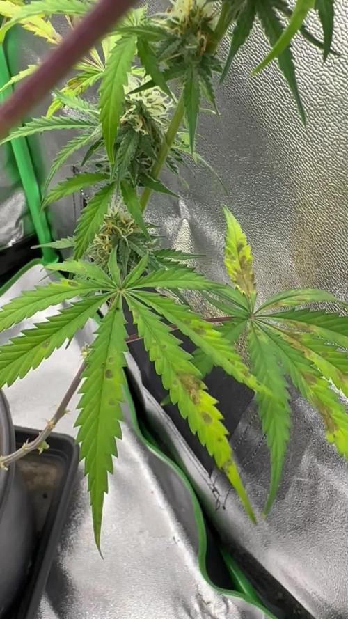 Community Grow Oct 2025 ELSA