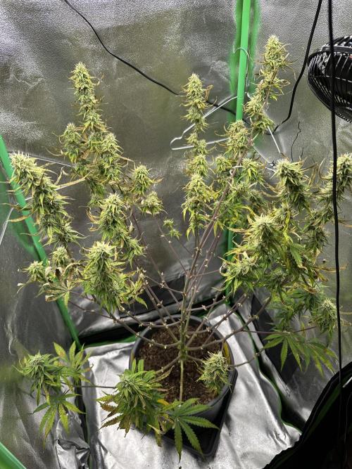 Community Grow Oct 2025 ELSA. Week 11 - Day 72