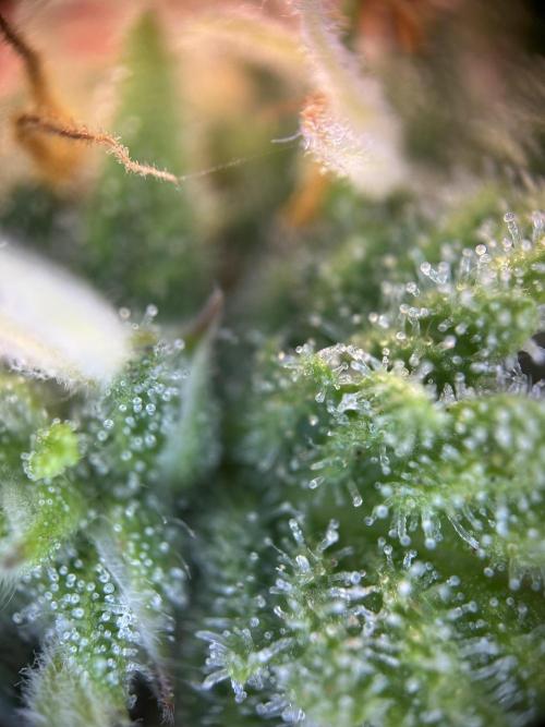 Community Grow Oct 2025 ELSA. Week 11 - I check her Trichome. Far far far away from harvest … 
