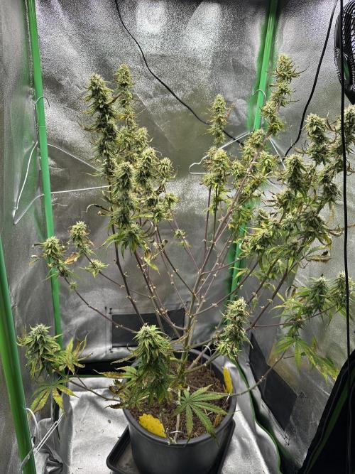 Community Grow Oct 2025 ELSA. Week 11 - Day 73