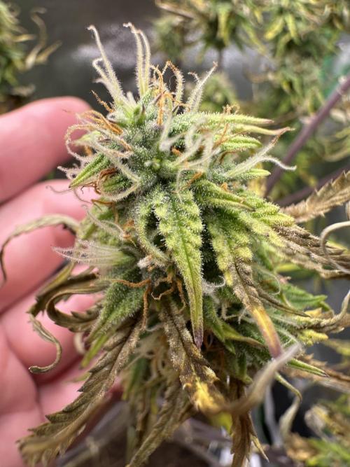 Community Grow Oct 2025 ELSA. Week 11 - The dark side 